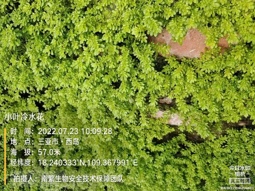 小叶冷水花