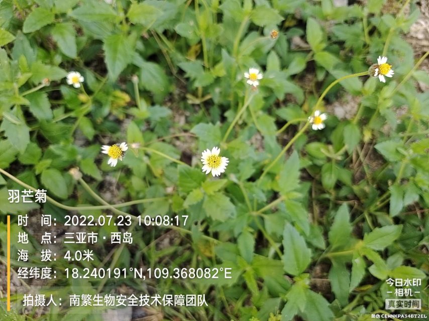 羽芒菊