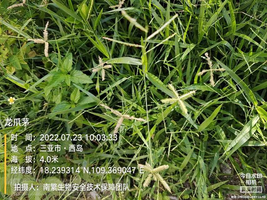 龙爪茅