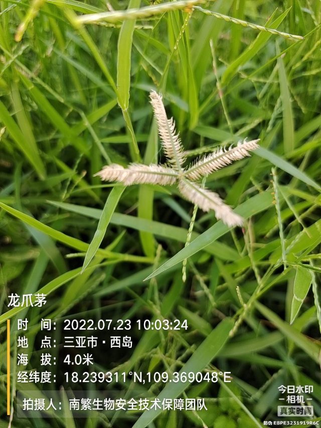 龙爪茅