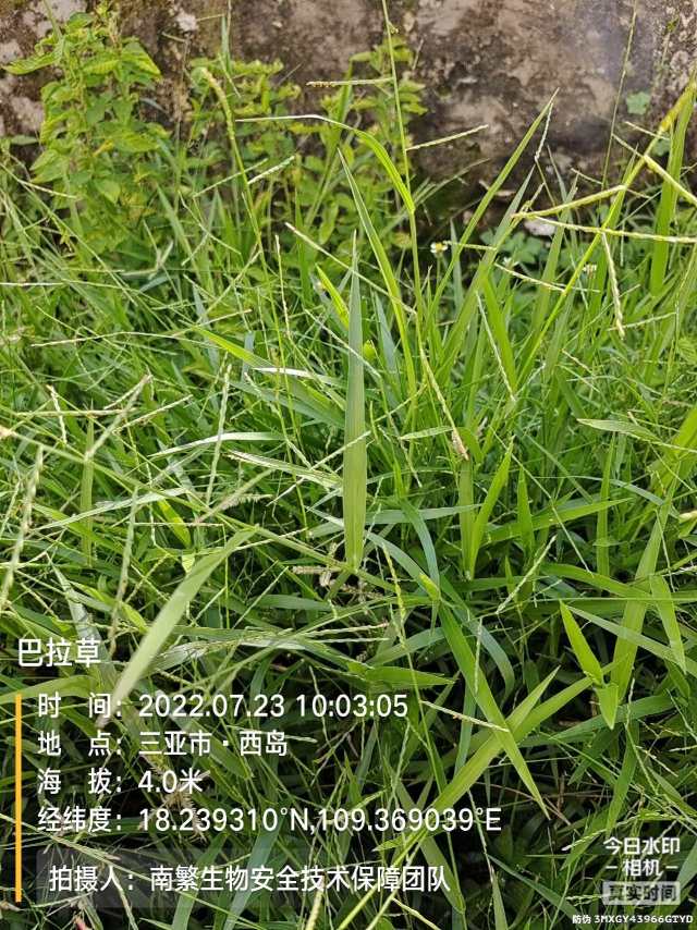 巴拉草