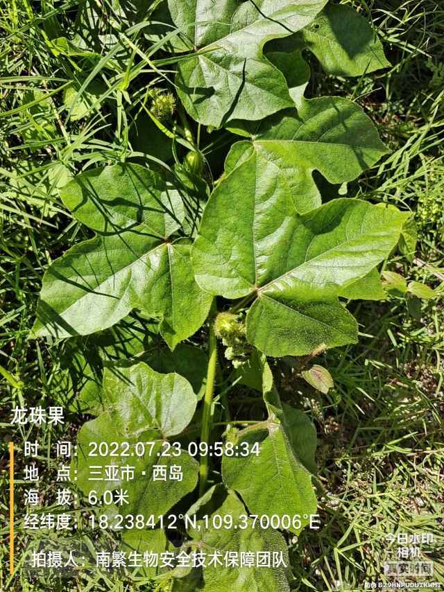 龙珠果