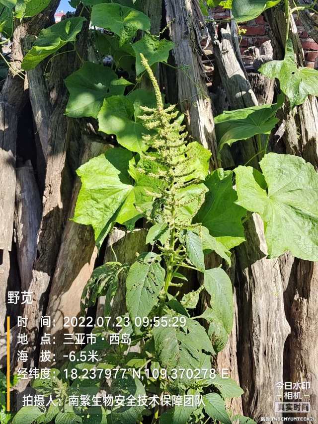 野苋
