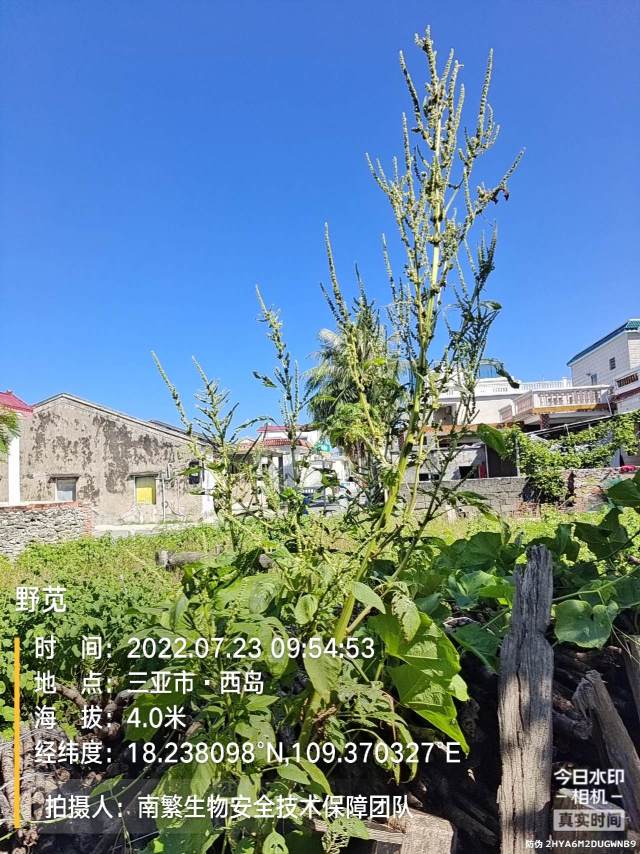 野苋