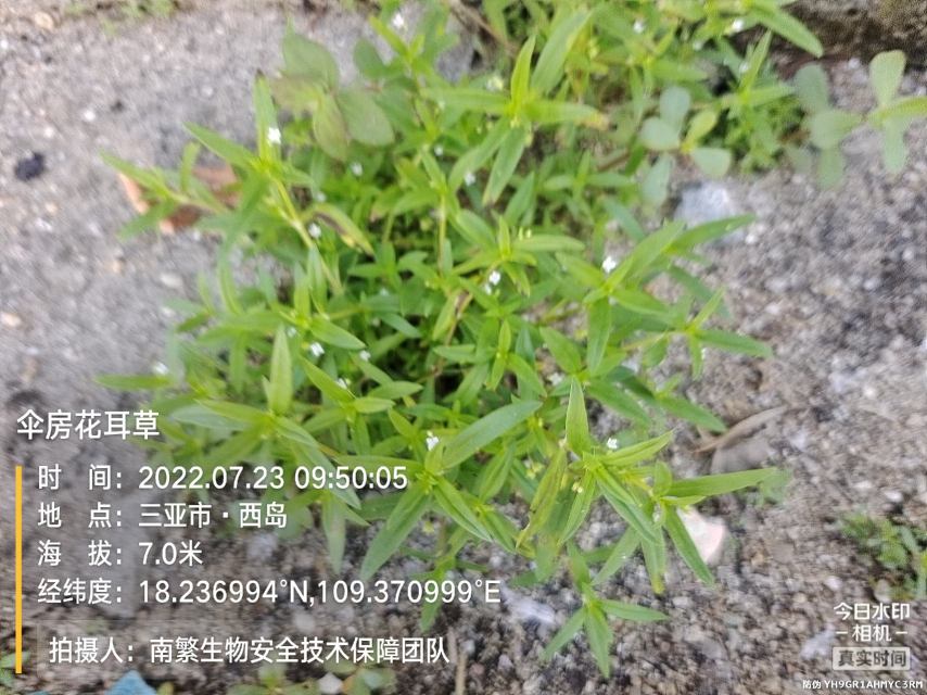 伞房花耳草