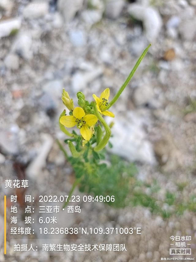 黄花草