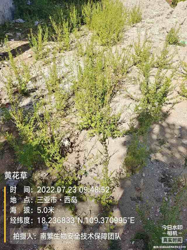 黄花草