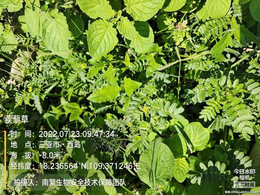 蒺藜草
