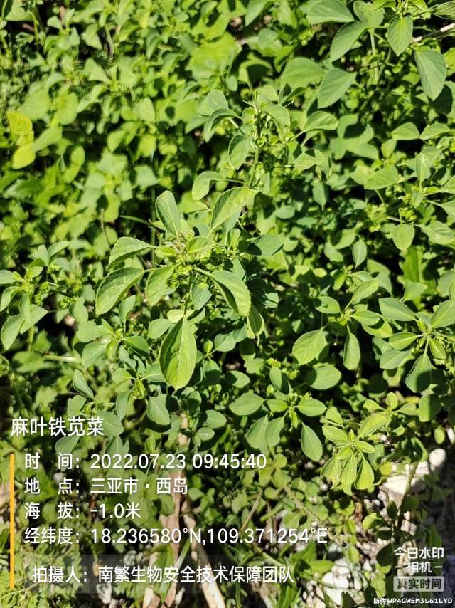 麻叶铁苋菜