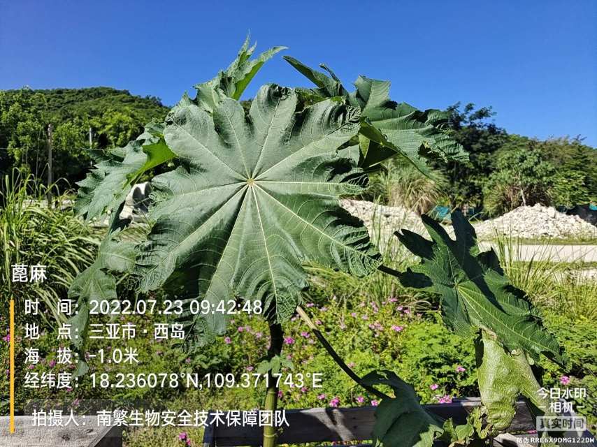 蓖麻