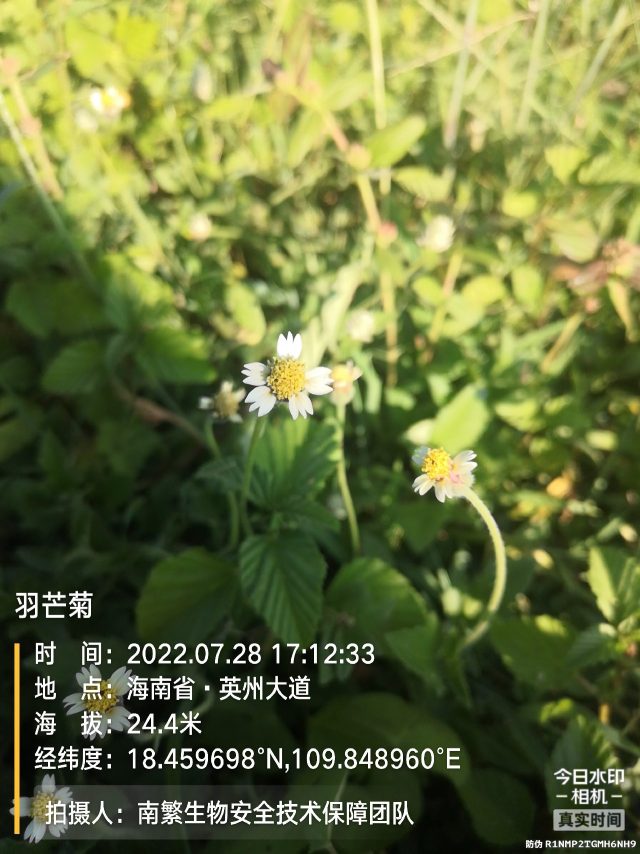 羽芒菊
