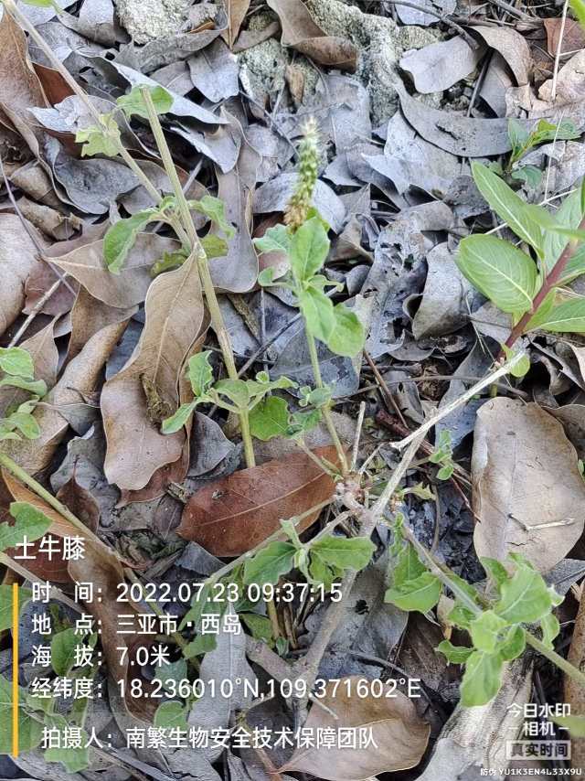 土牛膝