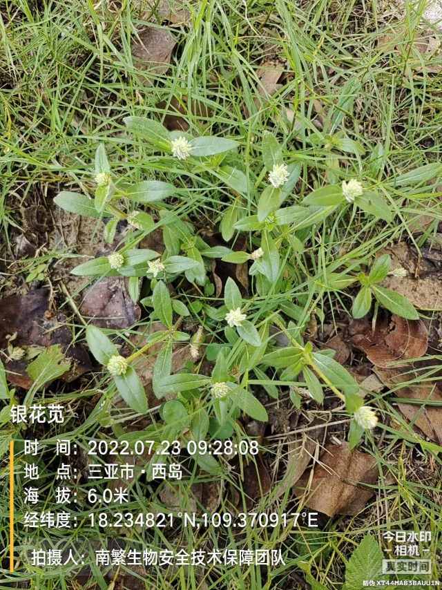 银花苋