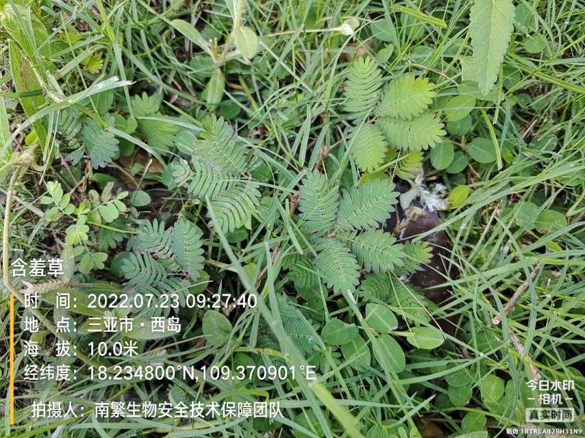 含羞草