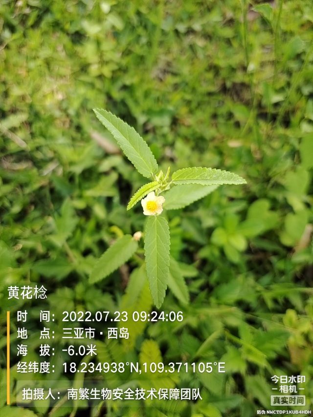 黄花棯