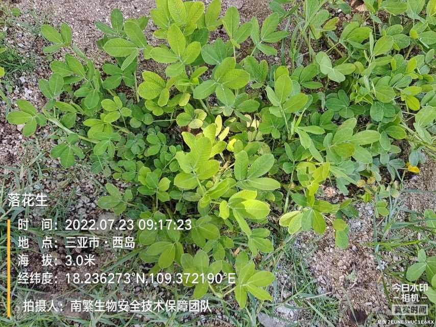 落花生