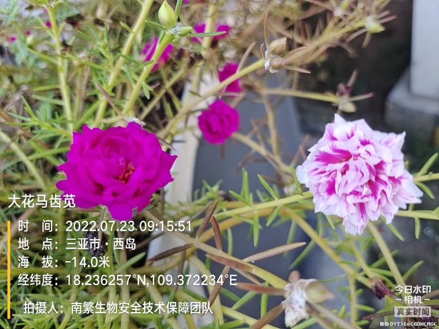 大花马齿苋