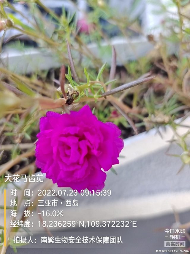 大花马齿苋