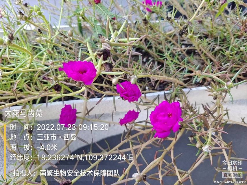 大花马齿苋