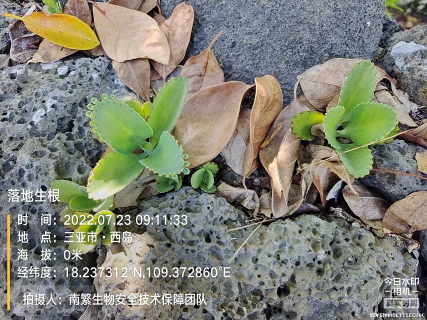 落地生根