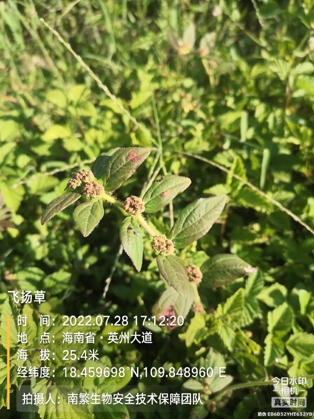 飞扬草