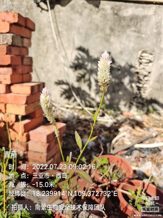 青葙