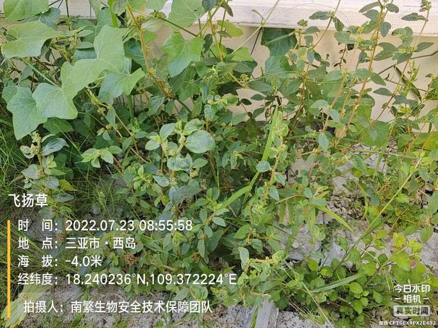 飞扬草