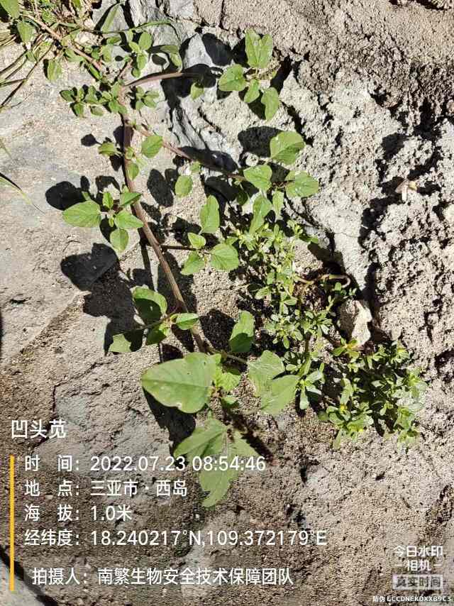 凹头苋