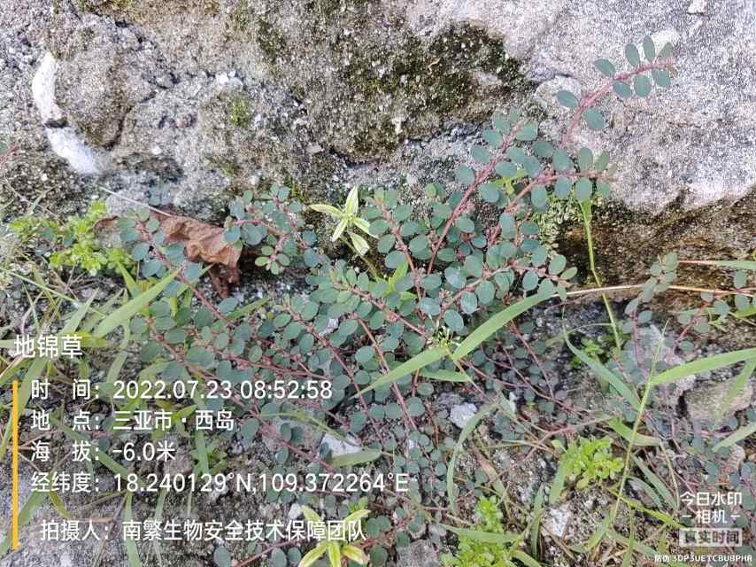 地锦草