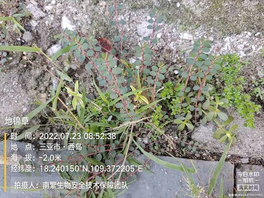 地锦草
