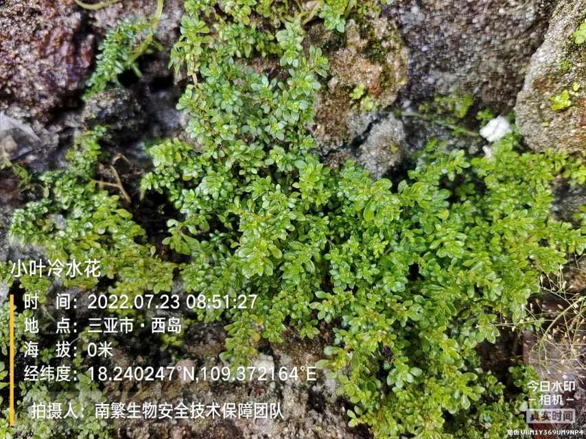 小叶冷水花