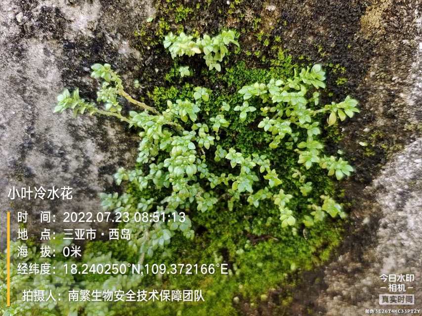 小叶冷水花