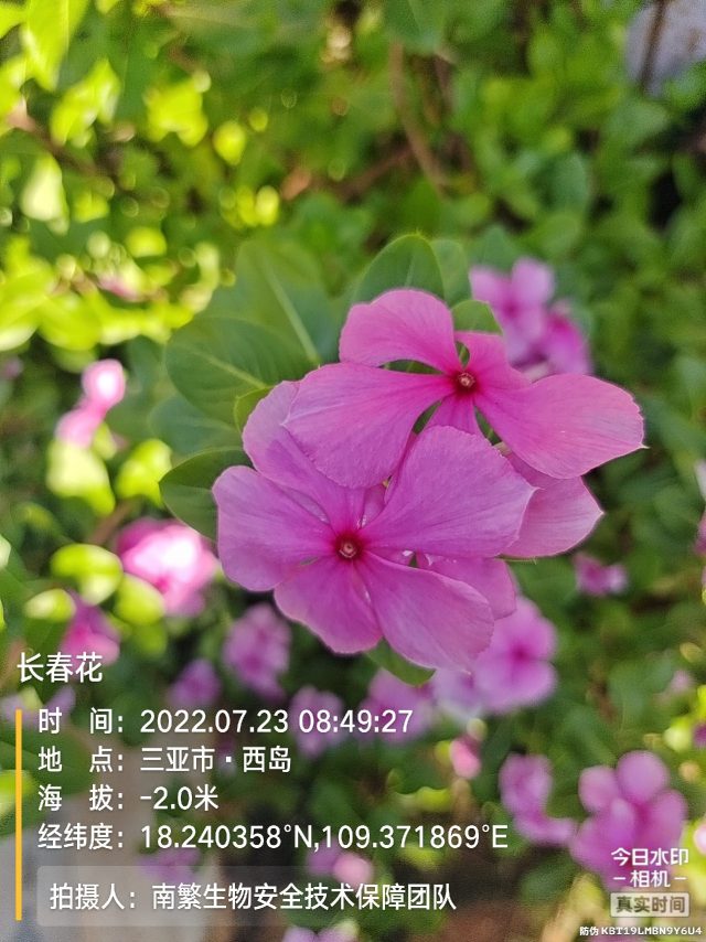 长春花