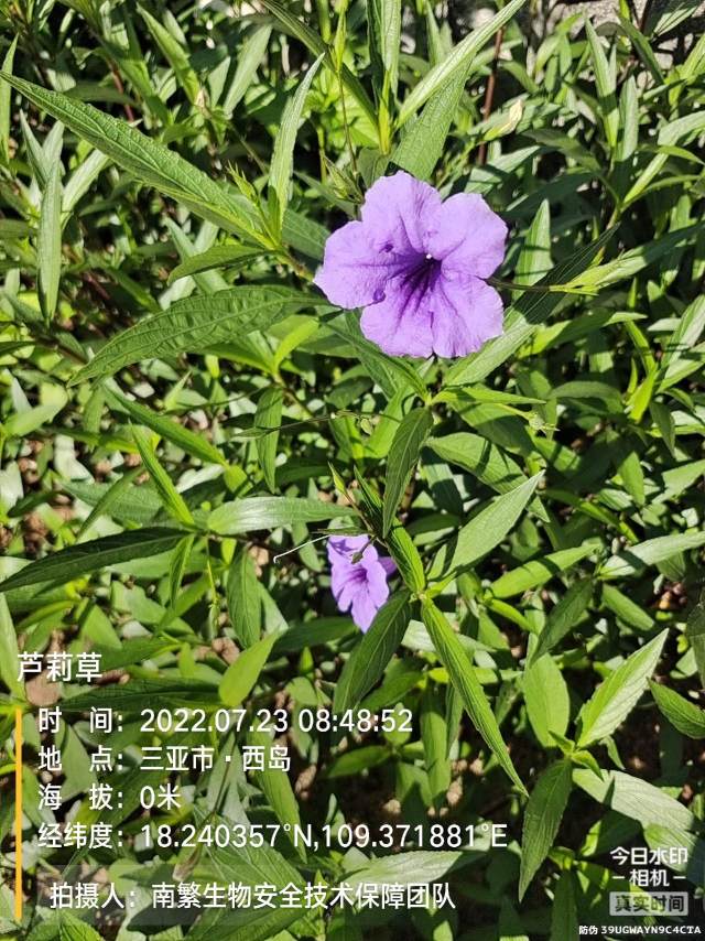 芦莉草