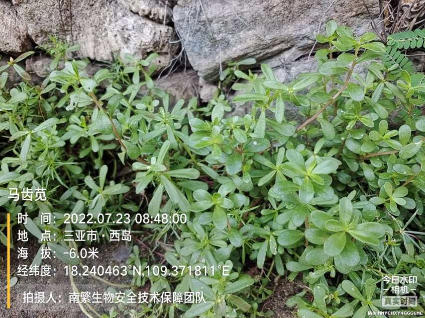 马齿苋