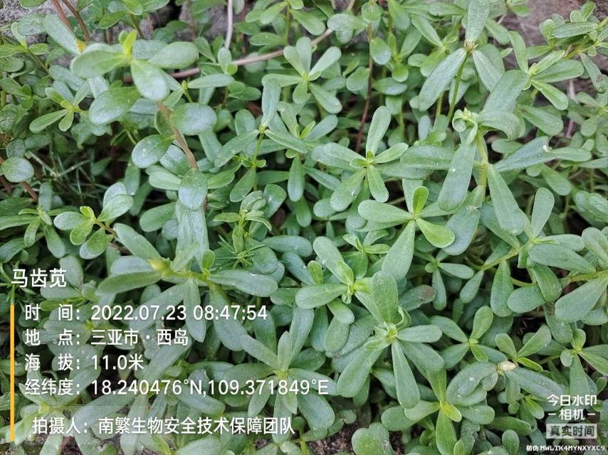 马齿苋