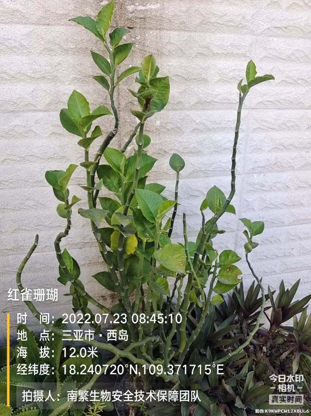 红雀珊瑚