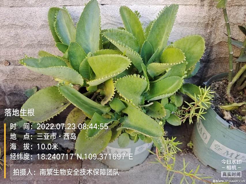 落地生根