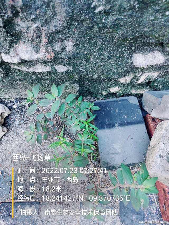 西岛-飞扬草