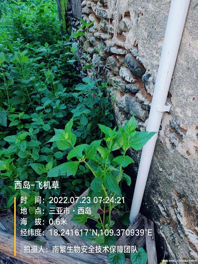 西岛-飞机草