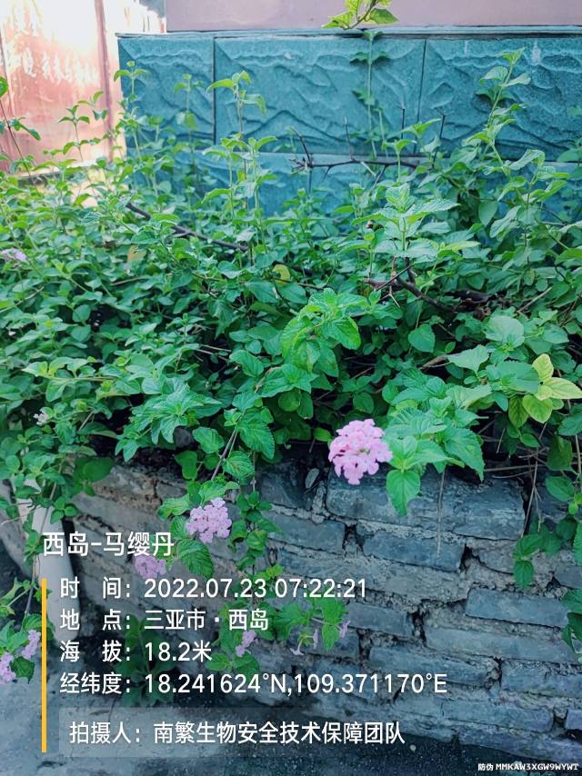 西岛-马缨丹