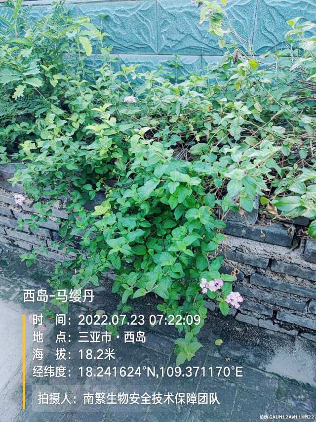 西岛-马缨丹