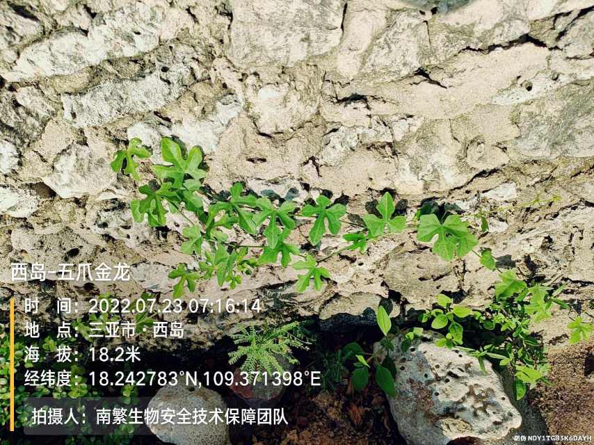 西岛-五爪金龙