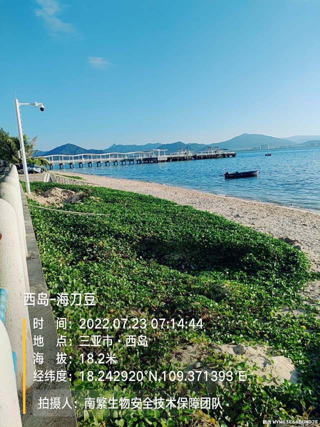 西岛-海刀豆
