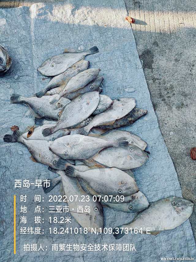 西岛-早市
