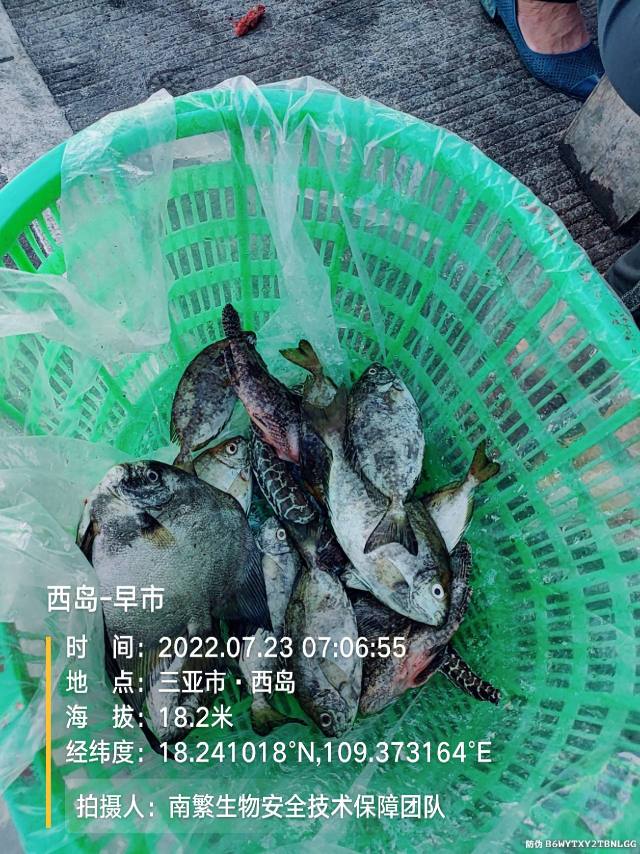 西岛-早市