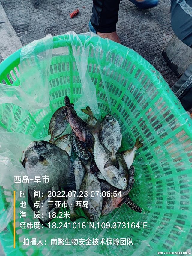 西岛-早市