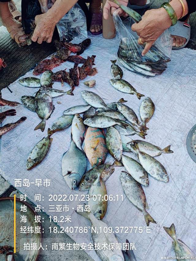西岛-早市
