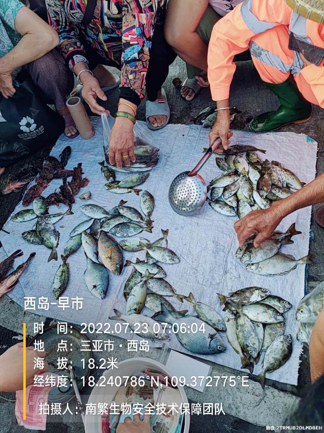 西岛-早市