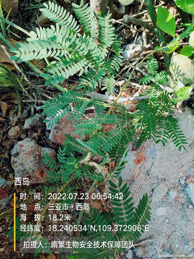 西岛